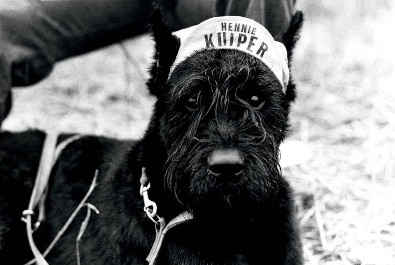 Hennie Kuiper is in Nederland mateloos populair. Zo populair, dat bij het WK 1979 in Valkenburg een fan zelfs zijn hond uitdost met een Hennie Kuiper-klakske